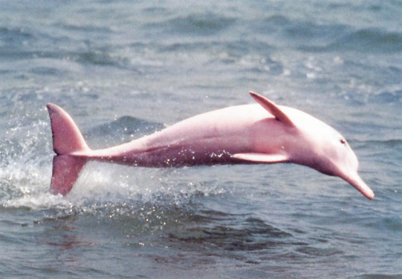 Delfin roz in SUA