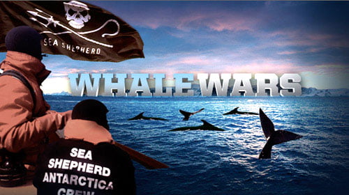 Razboiul balenelor: Confruntarea cu vanatorii japonezi