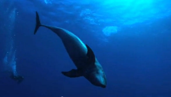 The Cove, documentarul despre masacrul delfinilor in Japonia