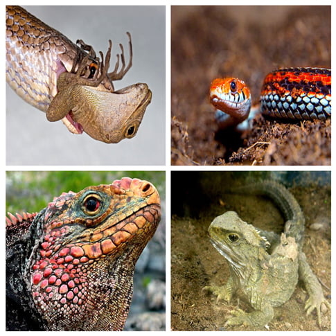 Peste 19% dintre reptile sunt amenintate cu extinctia