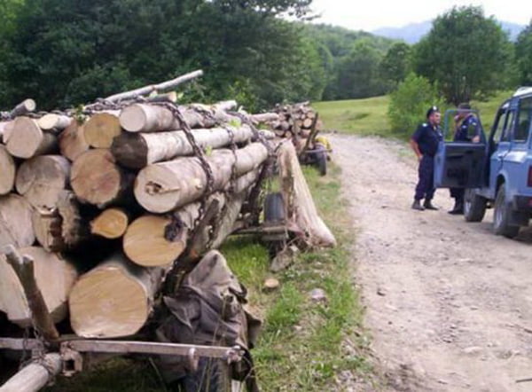 UE: Masuri drastice impotriva lemnului taiat ilegal