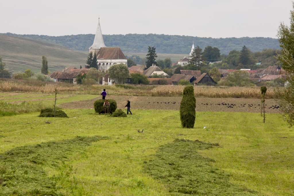 Hay collection by the saxon village of Soars, Transylvania,  Romania