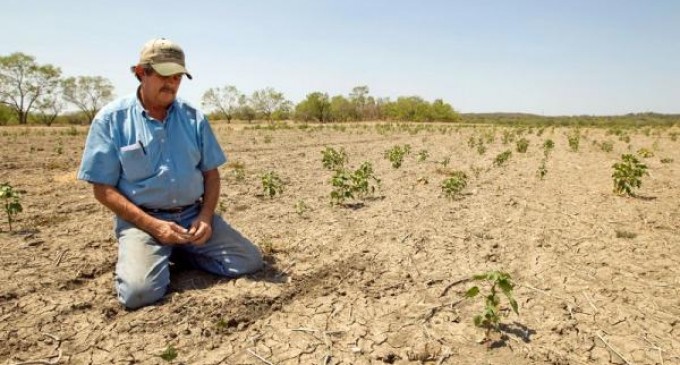 Seceta extremă a produs peste 80% din pagubele din anul agricol 2019-2020. Ce culturi sunt cele mai afectate
