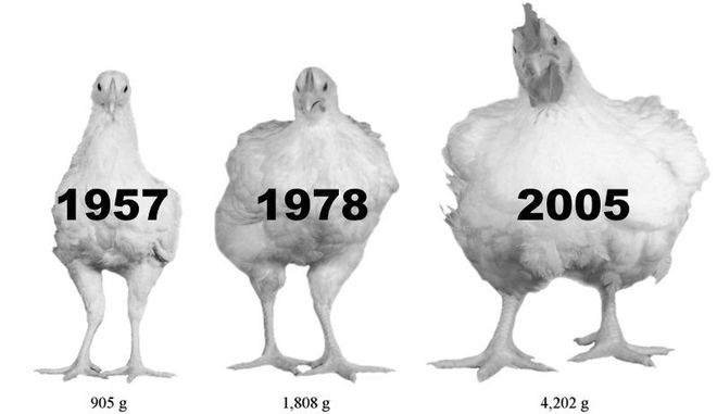 Exemplu practic de inginerie genetică: cum arata un pui în 1957 și cum arată acum