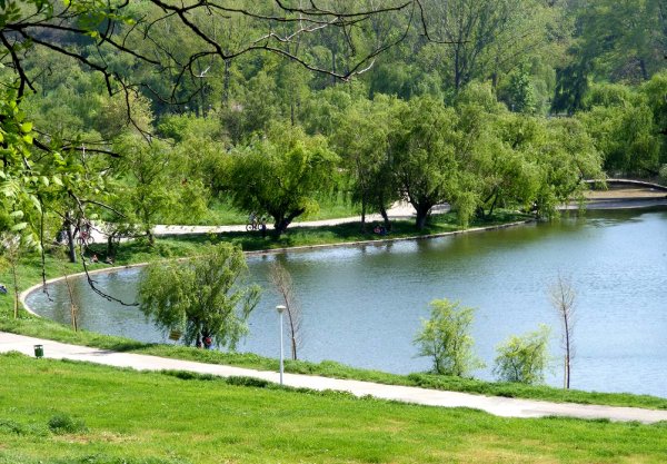 Consiliul Local din Călimănești se pregătește să amenajeze o pădure-parc de 20 de hectare