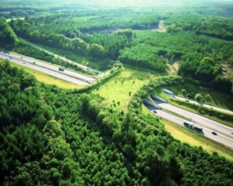 a50-netherlands-animal-bridge-wildlife-crossing-overpass