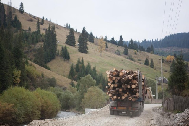 Ministerul Mediului: În martie, cu 17% mai puține transporturi de lemne decât în aceeași lună, anul trecut