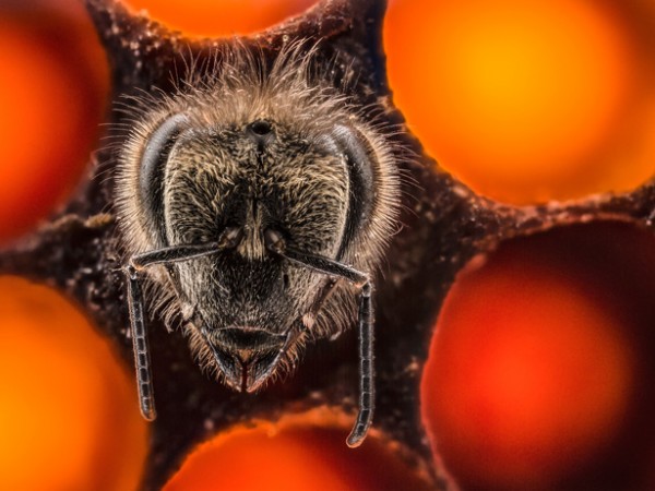 VIDEO Primele 21 de zile din viața unei albine, într-un time-lapse