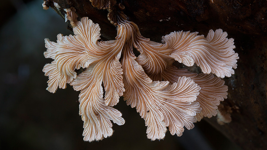 FOTO Diversitatea speciilor de ciuperci, surprinsă în imagini