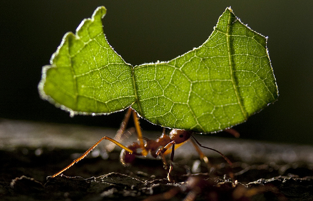 VIDEO Ce fac furnicile cu frunzele pe care le adună
