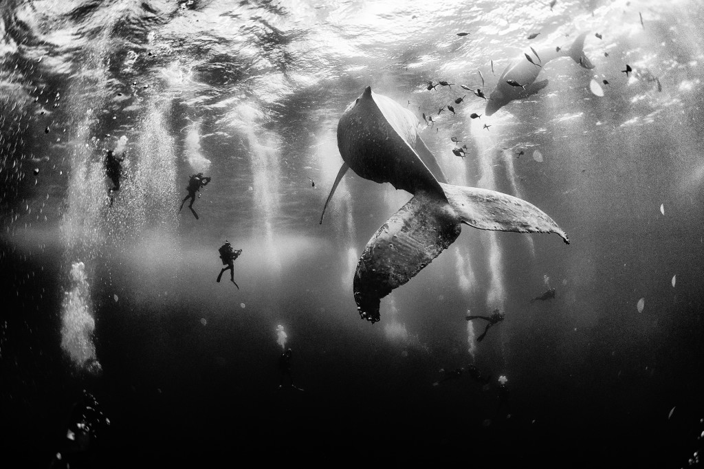 FOTO Minunata lume subacvatică, în alb și negru