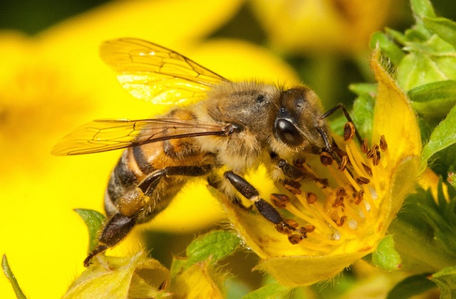 Guvernul acordă şi în 2021 derogare pentru folosirea neonicotinoidele, care distrug albinele