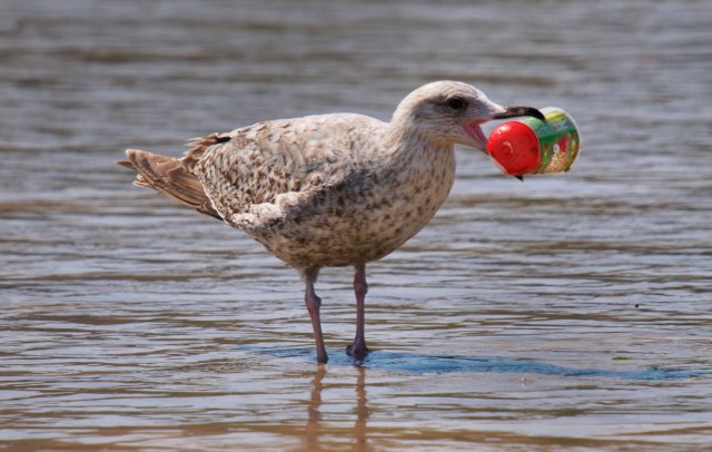 90% dintre păsările marine au ingerat plastic la un moment dat