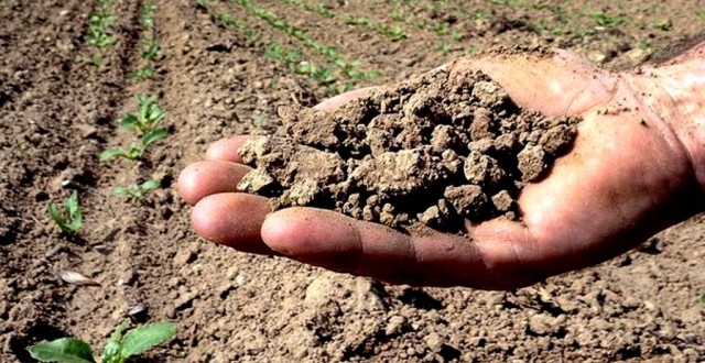 Clubul Fermierilor Români solicită ajutoare de stat pentru despăgubirea celor afectați de secetă. Cum răspunde Ministrul Agriculturii