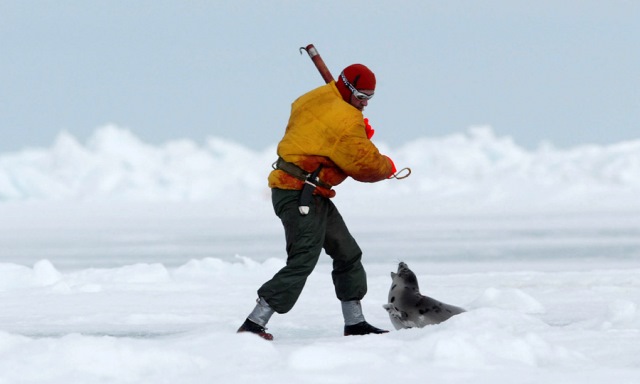 UE oprește masacrul focilor