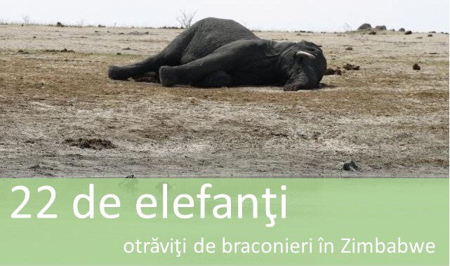 Încă 22 de elefanți otrăviți în Zimbabwe