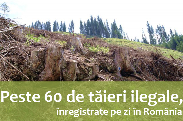 Peste 60 de tăieri ilegale, cât se înregistrează pe zi în România