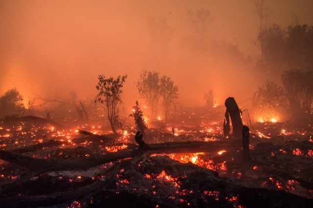 Peste 2,3 milioane de animale au murit în incendiile din estul Boliviei