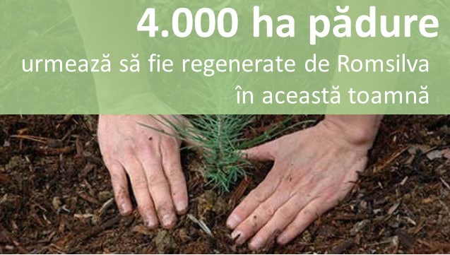 4.000 ha pădure urmează să fie regenerate de Romsilva în această toamnă