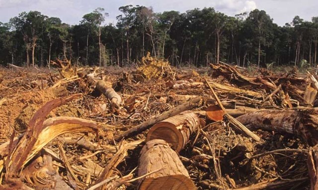Defrisări în pădurea amazoniană