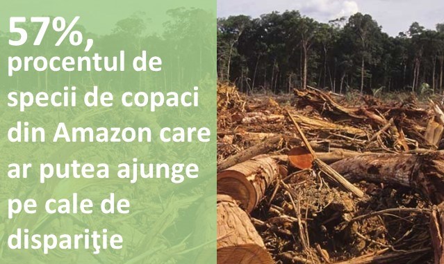 57%, procentul de specii de copaci din Amazon care ar putea fi pe cale de dispariție în 2050