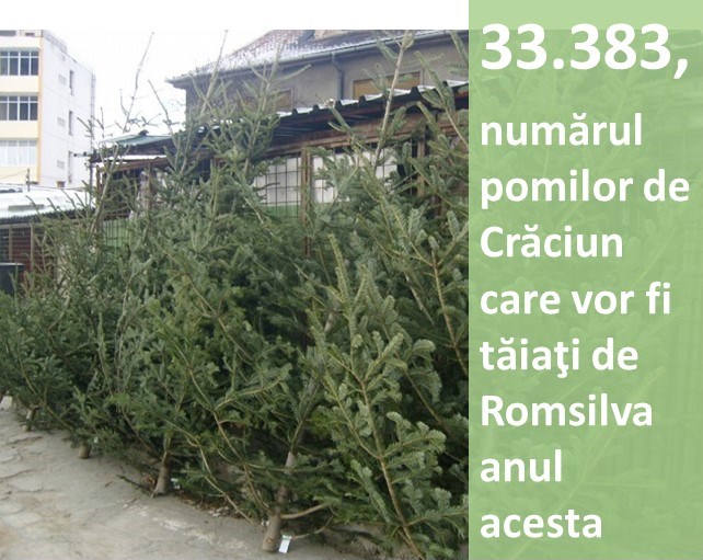 33.383, numărul pomilor de Crăciun tăiați de Romsilva anul acesta