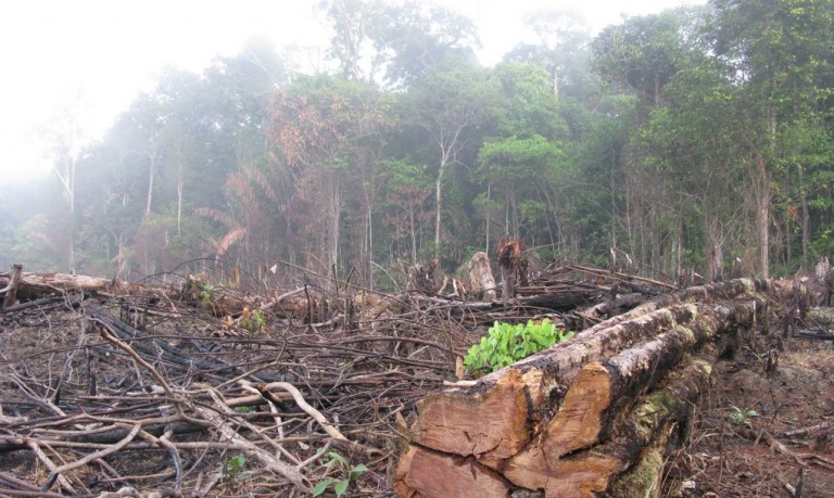 Defrișările din Amazon au crescut cu 16% în 2015