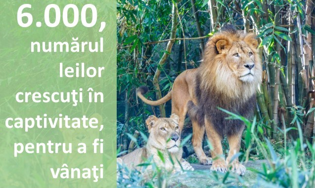 6.000 de lei, crescuți în captivitate pentru a fi vânați