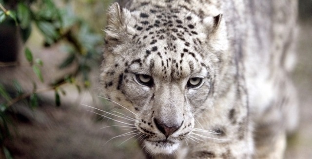 Leopardul zăpezilor