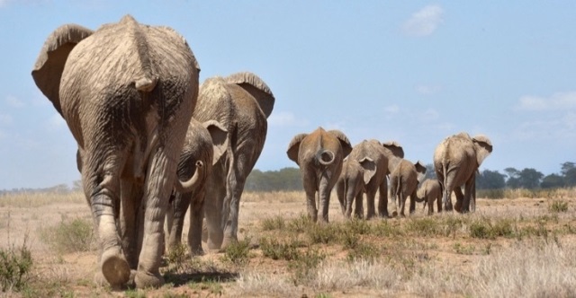 Elefanți africani
