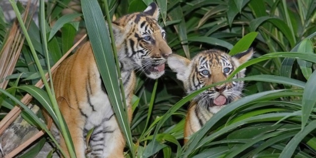 Tigru indonezian