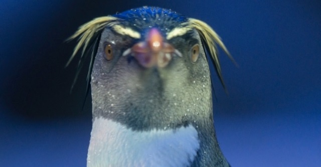 Pinguin Rockhopper