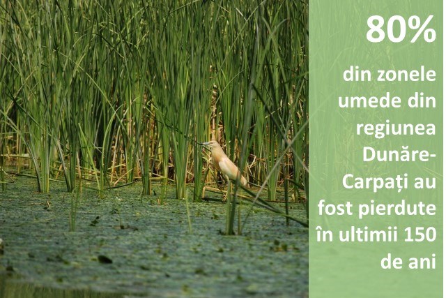  80% din zonele umede din regiunea Dunăre-Carpați au fost pierdute în ultimii 150 de ani