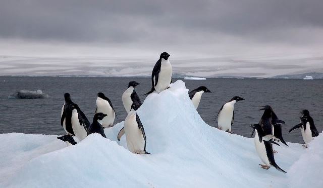 Pinguini Antarctica