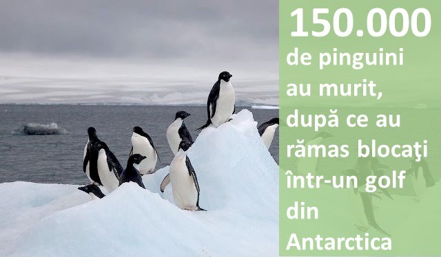 150.000 de pinguini au murit, după ce au rămas blocați într-un golf din Antarctica
