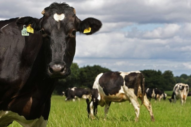 Vacile ar putea revolutiona productia de biocombustibil