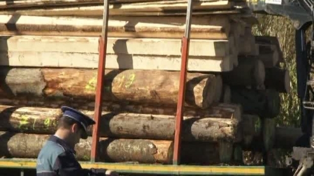 Prima tranzacţie de vânzare – cumpărare de lemn pe o platformă bursieră independentă din România