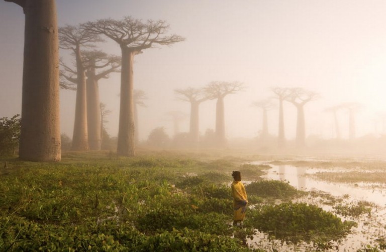FOTO 10 copaci răsăriți parcă din altă lume