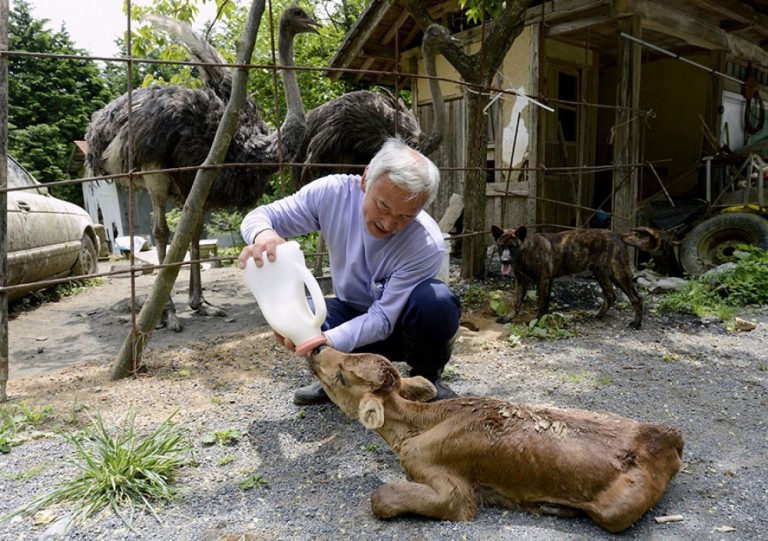 FOTO Gardianul animalelor de la Fukushima. A decis să trăiască în zona contaminată pentru a le ajuta să supraviețuiască
