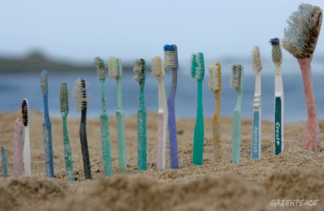 20061026 HONOLULU, HAWAI : UNITED STATES OF AMERICA Toothbrushes are lined up on Kahuku beach, Honolulu, Hawaii, 26th October 2006. Greenpeace are highlighting the threat that plastic poses to the world's oceans. GREENPEACE / ALEX HOFFORD