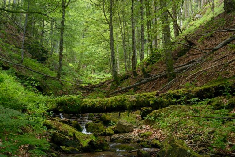 Pădurile private mici din România vor fi păzite cu bani de la bugetul de stat