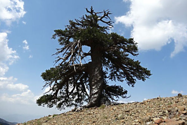 copaci vechi elvețieni anti-îmbătrânire parohia belfaux elvetia anti aging