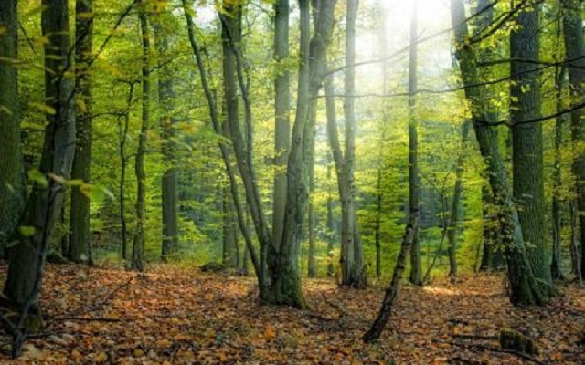 Sondaj: Românii nu au încredere în instituțiile de mediu și nu cred că natura e protejată suficient