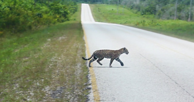 costa rica jaguar energie regenerabilă