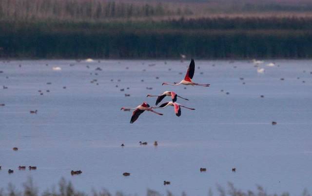 flamingo Foto: Florin Stavarache