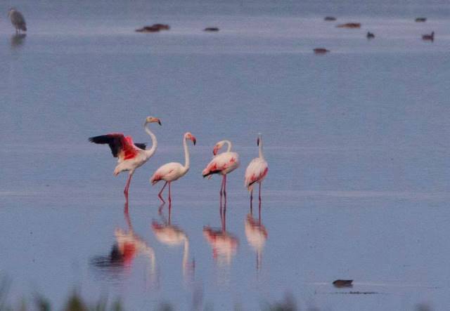 flamingo Foto: Florin Stavarache