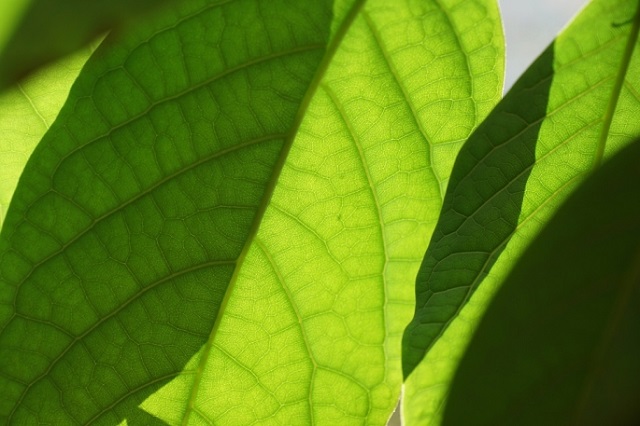 O plantă artificială transformă dioxidul de carbon în combustibil