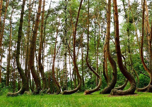 FOTO. Care este pădurea neobișnuită care îți place cel mai mult?