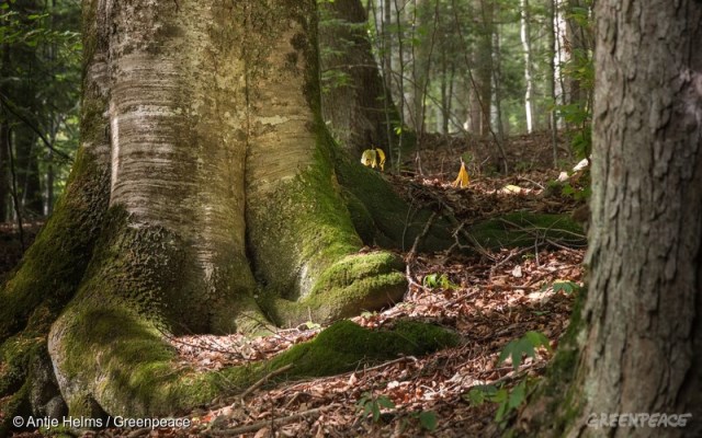 pădurile virgine din România