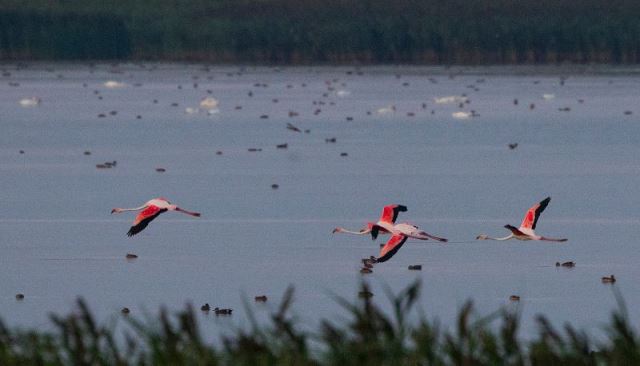 FOTO: 4 păsări Flamingo au ajuns în Delta Dunării. Care ar putea fi cauzele acestui fenomen rar
